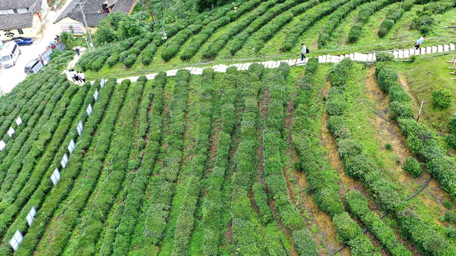 湖南湘西：“三杯茶”里的乡村振兴jbo竞博app官网(图1)