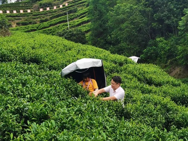 茂名“信”字号 “华煌”茶叶广东名茶(图1)