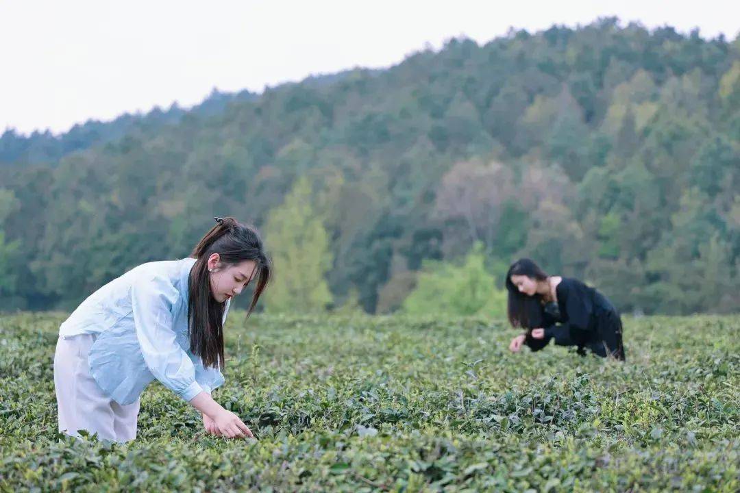 乌蒙绿jbo竞博app官网浪涌 深山茶韵新 毕节市茶产业发展综述(图5)