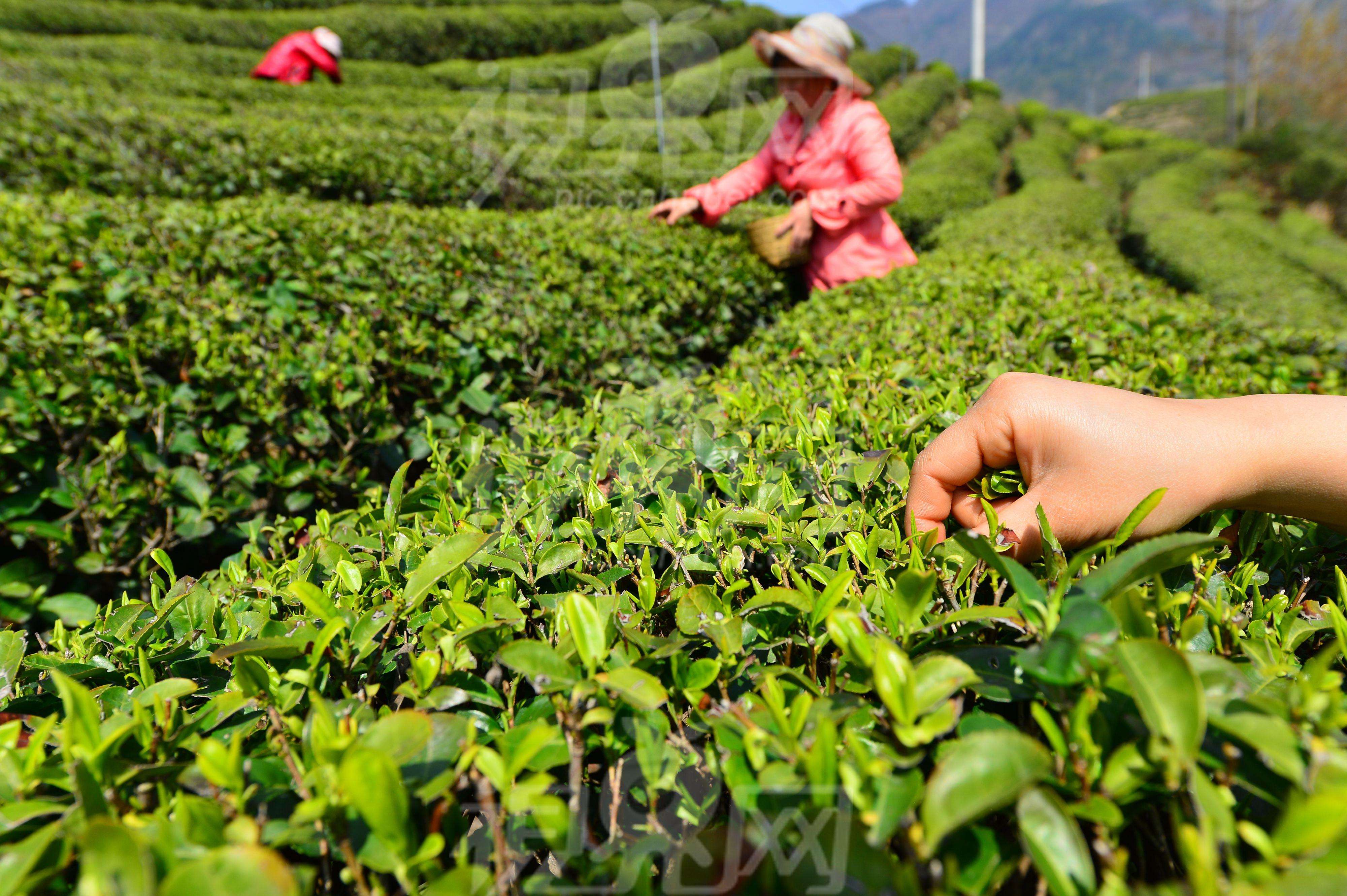 青岛崂山农业农村局严把茶叶质量关(图1)