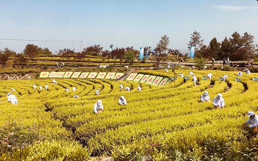 川渝茶叶行业职工职业技能大赛落幕 乐山代表队斩获佳绩(图3)