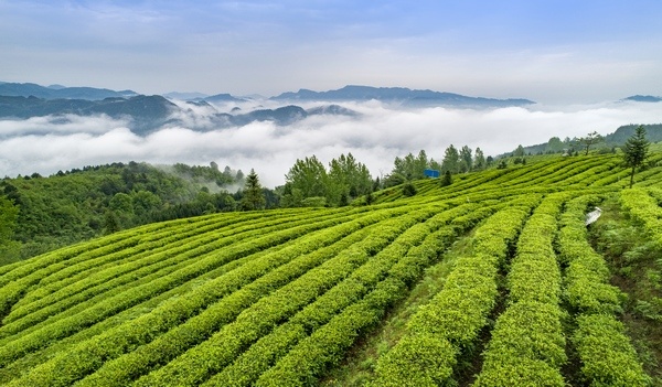 茶叶不只是饮品更是历史(图1)