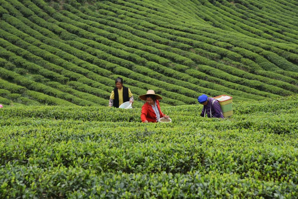 旺苍：一群茶友跨越山海之交 情系一片茶叶的蜕变(图1)