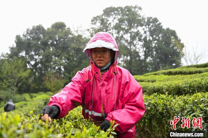 西藏边城墨脱：“一片茶叶”兴产业(图2)