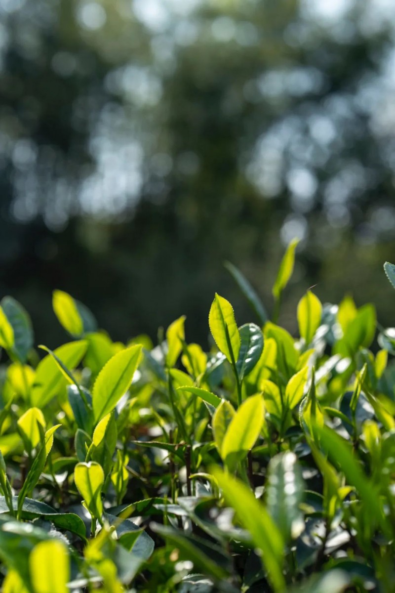 马头岩茶叶开启一年一度春茶采茶季(图1)