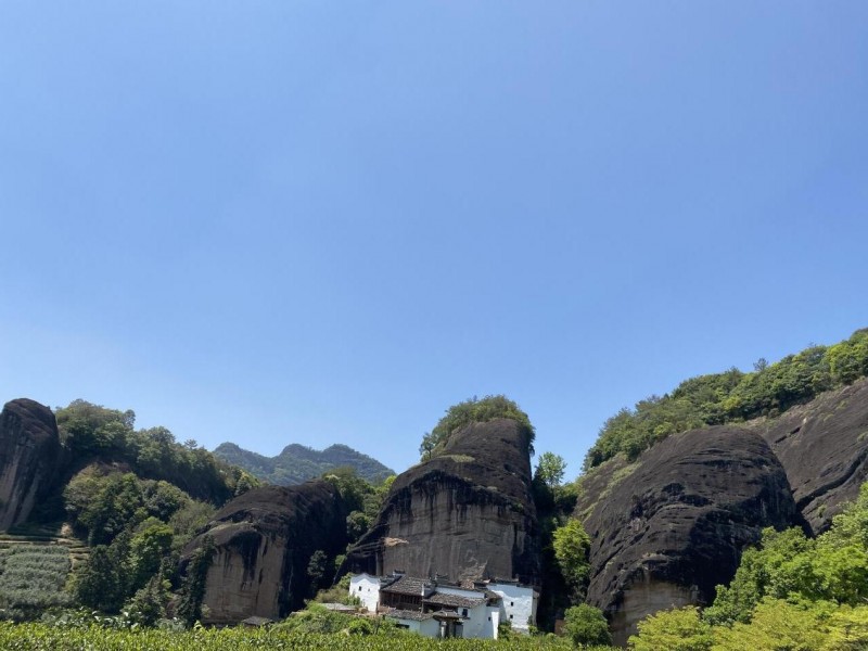 马头岩茶叶开启一年一度春茶采茶季(图2)