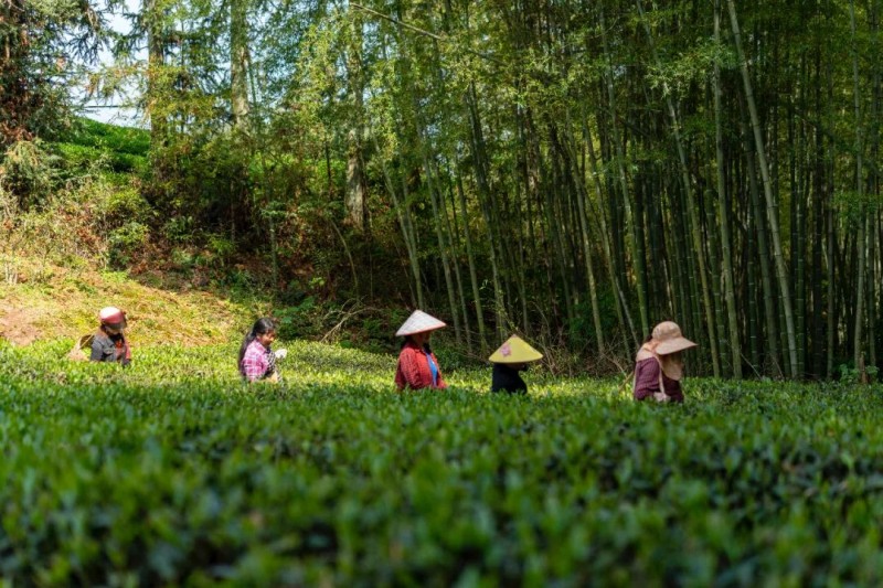 马头岩茶叶开启一年一度春茶采茶季(图3)