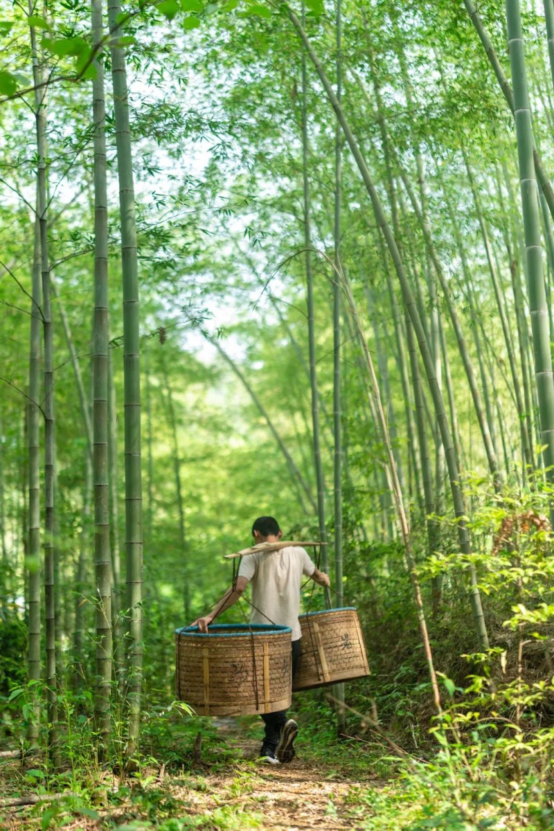 马头岩茶叶开启一年一度春茶采茶季(图4)