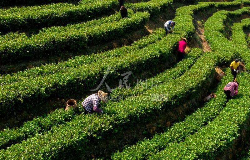 jbo竞博茶叶知识_茶叶百科-神州茶网(图1)