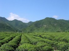 红安老君眉茶香飘武汉全县茶叶种植面积达7万亩(图1)