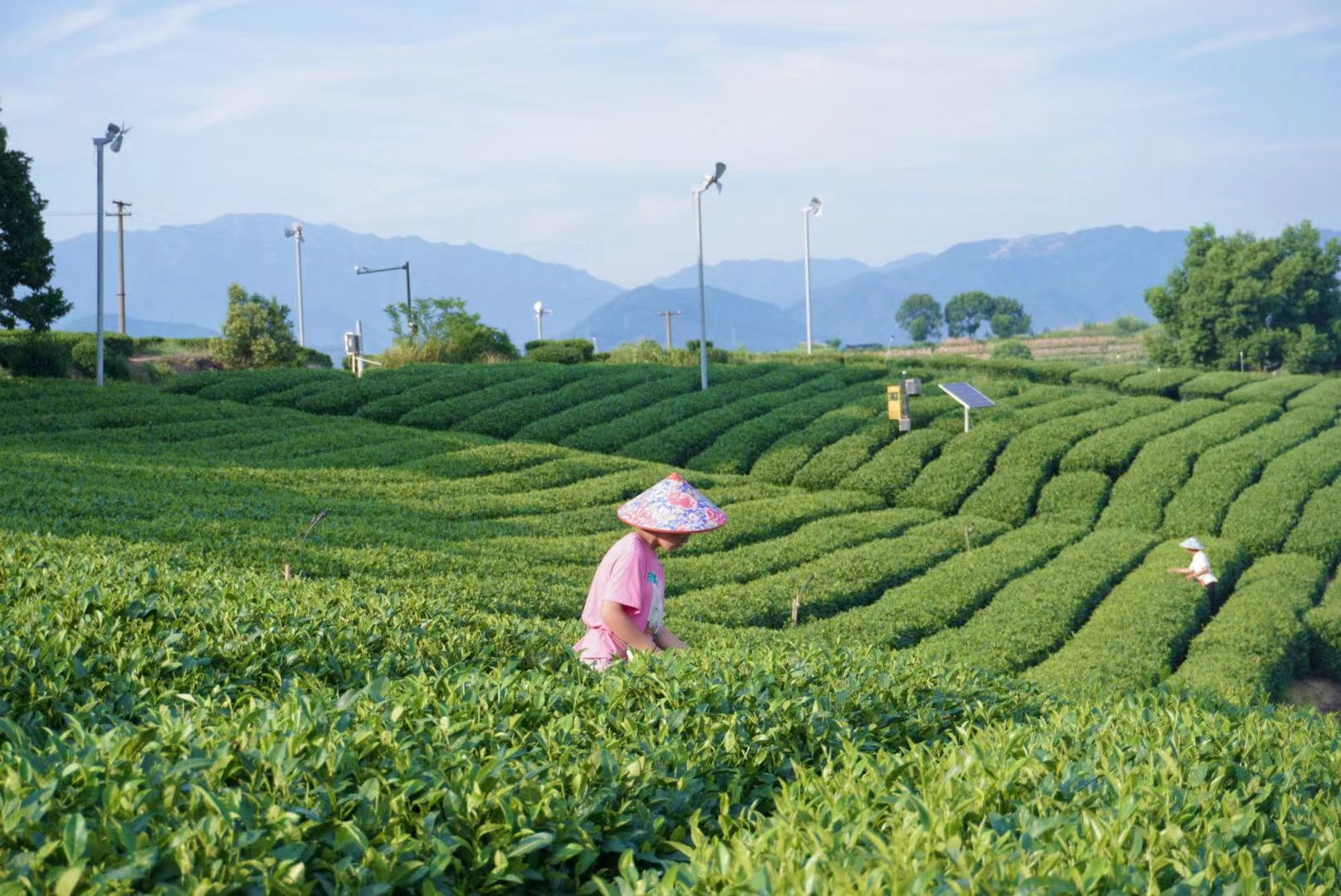 jbo竞博环球观茶丨2024年前4个月土耳其茶叶出口额超过1040万美元(图1)