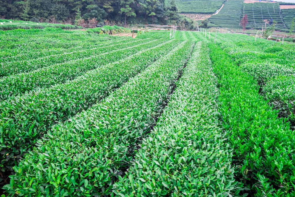 中国好绿茶 黔茶上榜品牌位居全国第一(图1)