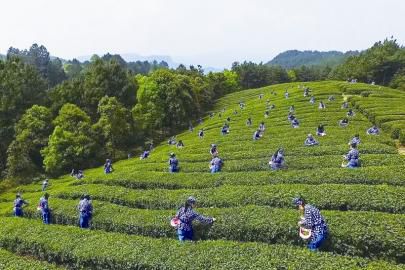 可养生可会友——茶叶如何“圈粉”年轻一代？