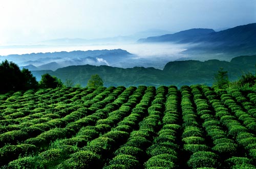 茶文化引领茶产业茶科技