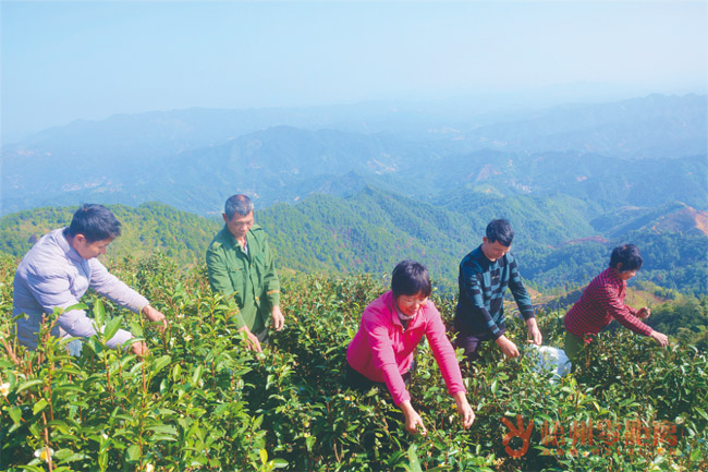 小小茶叶让生活越来越有盼头(图1)