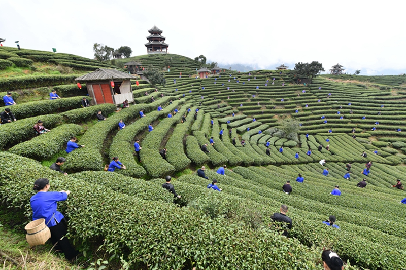 茶叶富侗乡(图7)