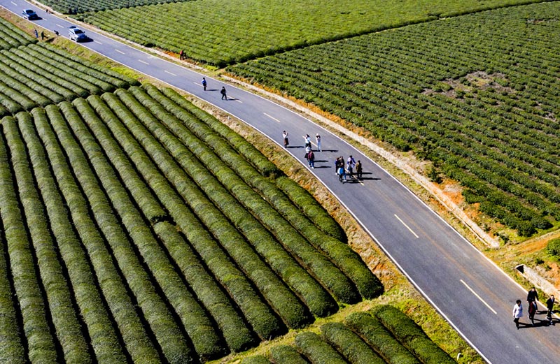 江西：茶叶变茶“业”富了村民美了生态jbo竞博网址(图2)