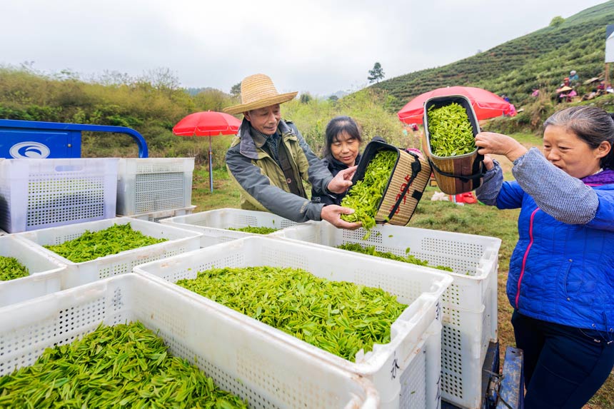 江西：茶叶变茶“业”富了村民美了生态jbo竞博网址(图4)