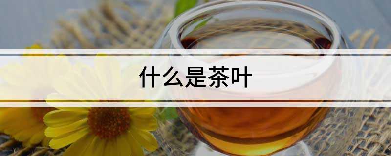 什么是茶叶(图1)