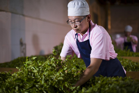 大益集团：以茶为礼和益天下(图6)