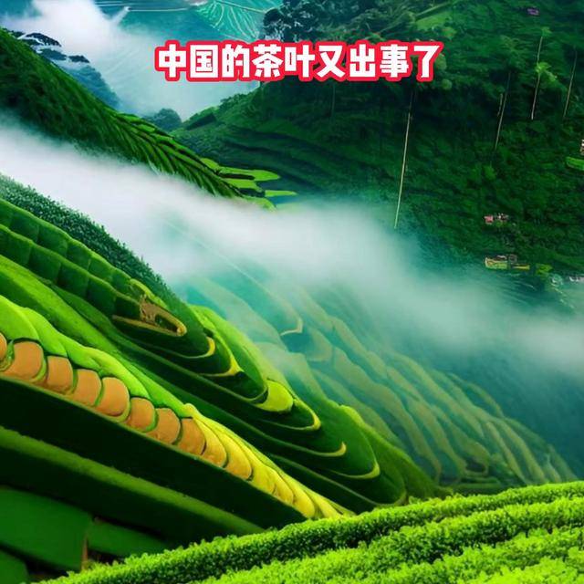 茶叶也不能喝了欧盟一天两拒中国茶：茶叶安全质量标准太奇葩jbo竞博登录(图1)