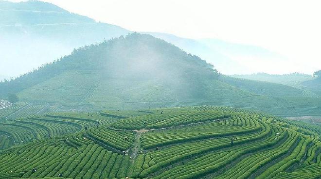 济南：产jbo竞博平台好茶也要讲好茶故事(图1)