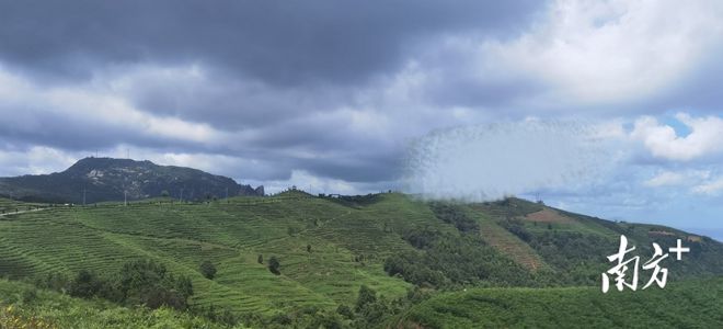 话说白茶 丨 茶叶活化石——白茶(图1)