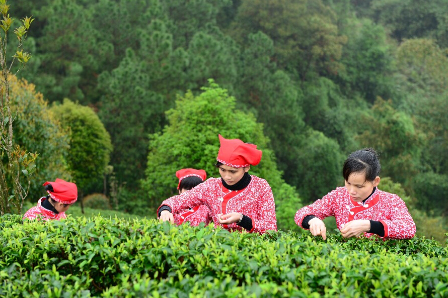 茶叶的功效茶叶的主要分类茶叶正面的功效茶叶的副作用