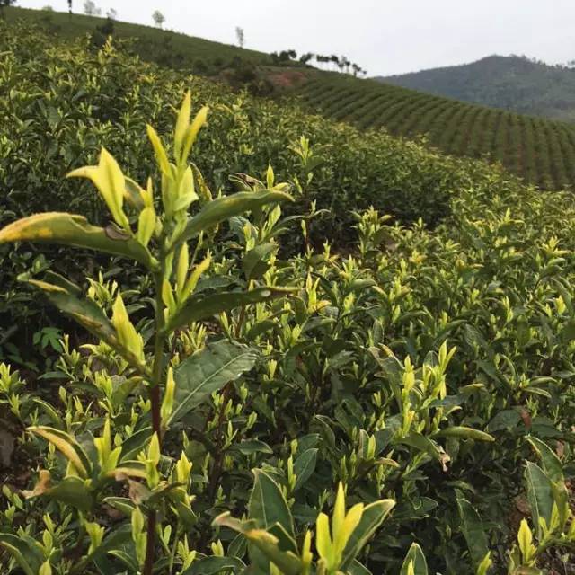 jbo竞博APP赤壁市和祥苑茶业取得一种茶叶烘干机专利提高茶叶的烘干效果