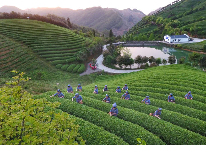 茶日话茶丨你真的了解茶吗？这些知识点请“茶”收