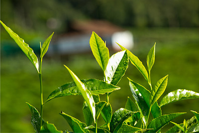 茶叶的作用jbo竞博入口与功效