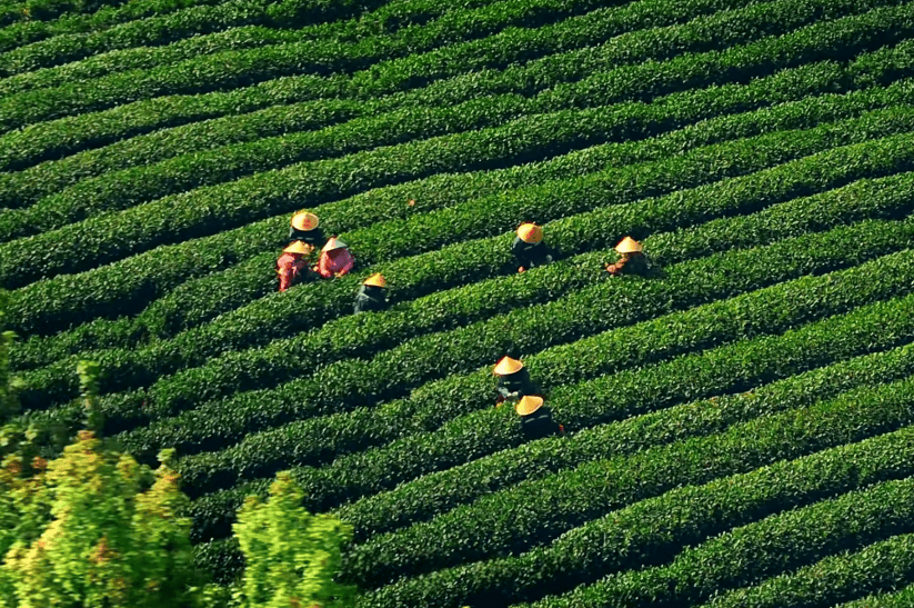 浙江绿茶何以香飘世界？(图2)