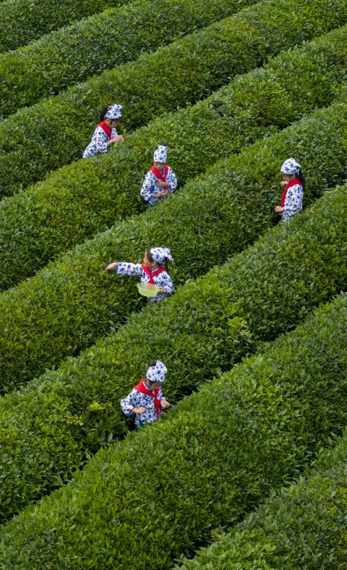 中国的茶艺茶道到底蕴含的多大的文化呢？