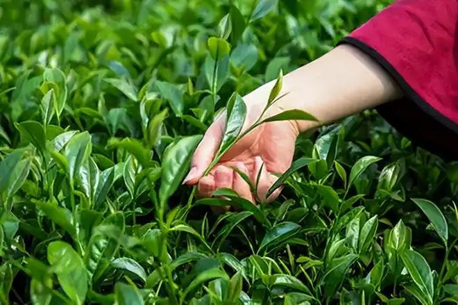 1斤茶210万比黄金还贵的“天价茶”茶树超3200年真的值吗？(图4)