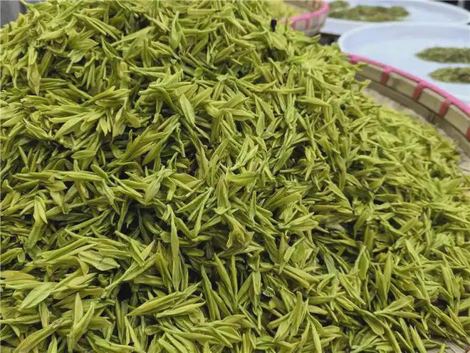 1斤茶210万比黄金还贵的“天价茶”茶树超3200年真的值吗？(图3)