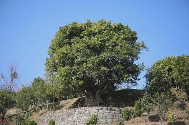 1斤茶210万比黄金还贵的“天价茶”茶树超3200年真的值吗？(图7)