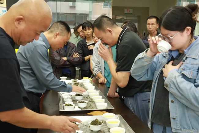 “远远就能闻到兰花香” 安溪铁观音秋茶抢“鲜”上市(图1)