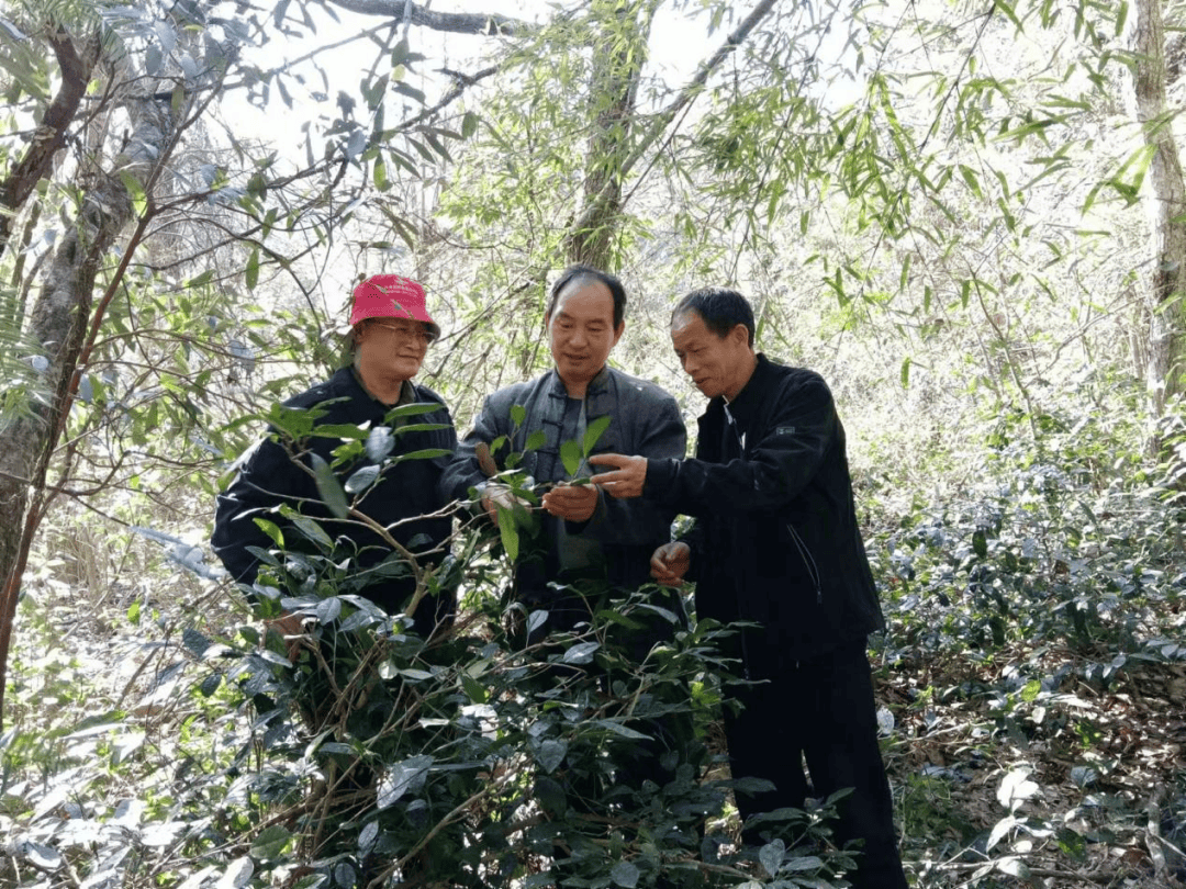 江西武宁：野生茶飘香 村民乐开怀(图1)