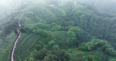 蒙顶山茶：千年贡茶的文化底蕴与现代传承(图1)