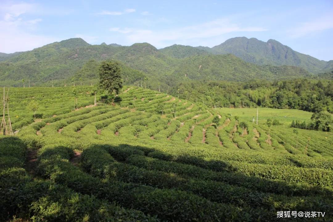 早春茶争鲜亮相茶产区出圈的密码是？(图8)