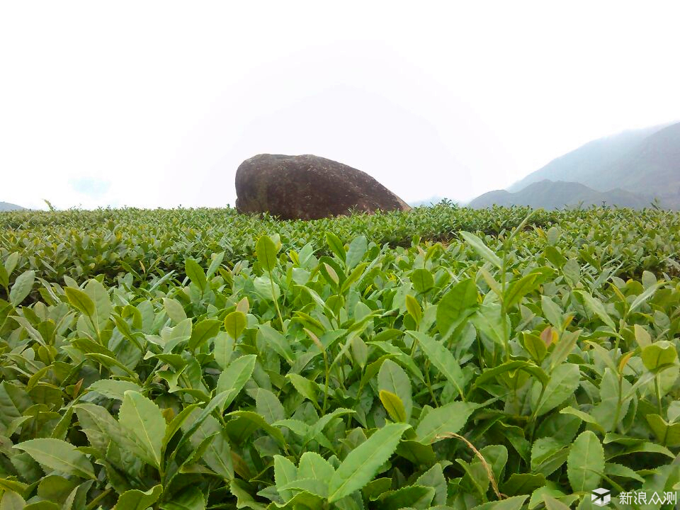 jbo竞博平台了解茶叶读这一篇就够了：茶叶分类及十大名茶(图40)