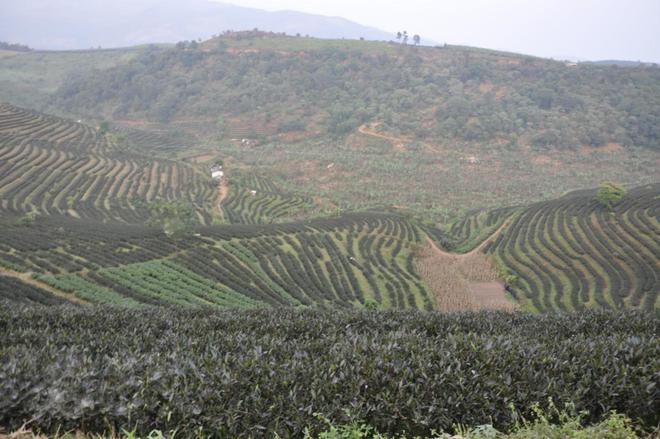 茶叶市场冰火两重天茶商和茶客都清醒了：不再为虚高的茶价买单(图9)