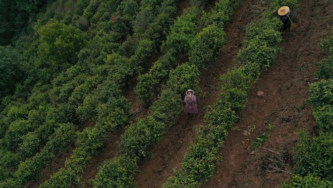 茶叶市场冰火两重天茶商和茶客都清醒了：不再为虚高的茶价买单(图8)