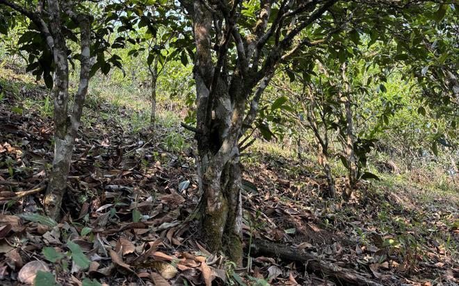 茶商：做茶一年又赚一堆茶叶小茶企山头茶市场的jbo竞博平台(图6)