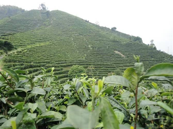 jbo竞博下载【聚焦江西两会】梁华平：建议遂川狗牯脑茶制作技艺申请国家级非遗保护名录(图2)