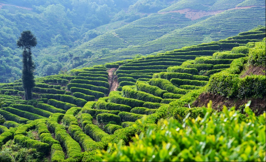 宁强茶韵：从历史到未来的茶旅篇章(图2)