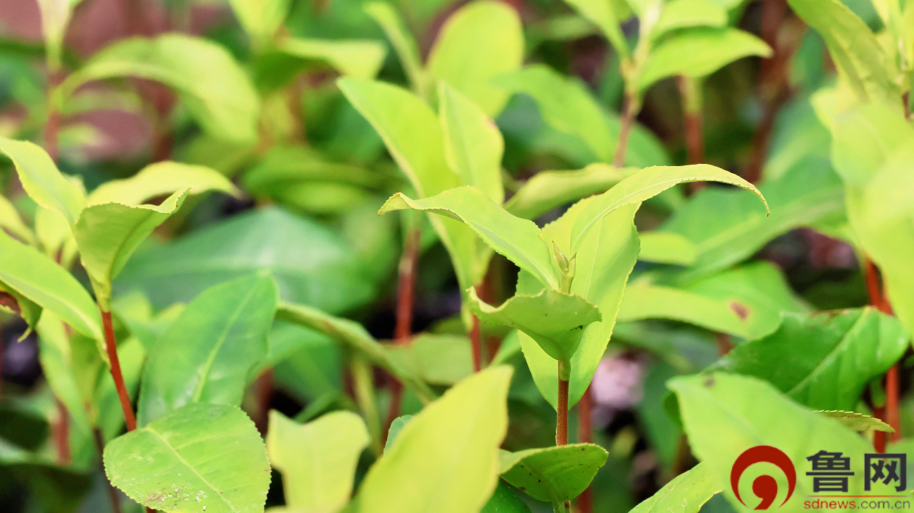 日照绿茶品牌价值突破60亿元 山东首部“茶”法规今年4月1日起施行(图4)