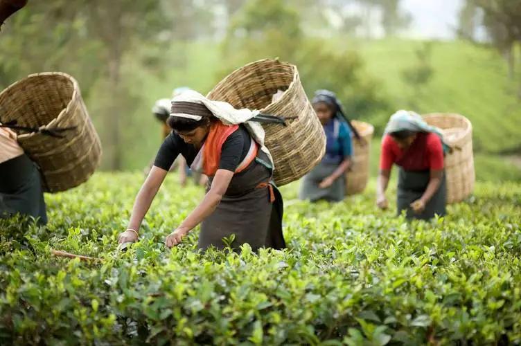 品质领航茶香致远“质品行动·溯源一杯好茶”走进勐海古茶园jbo竞博登录