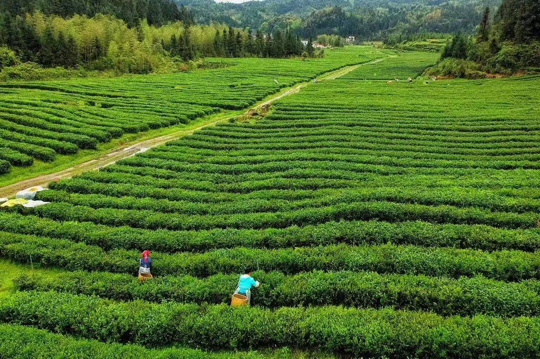 给世界一杯好茶(图22)