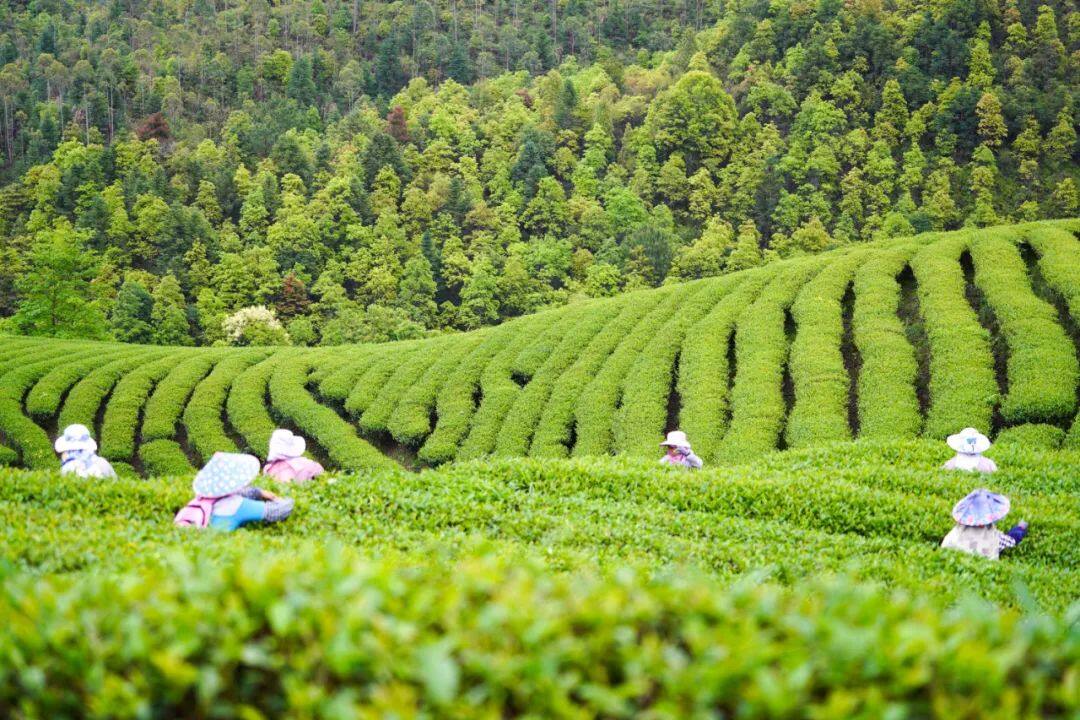 给世界一杯好茶(图30)